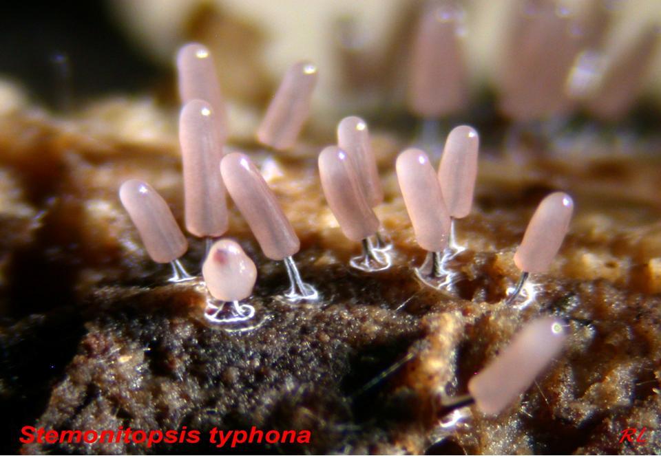 Les myxomycètes : Stemonitopsis typhona